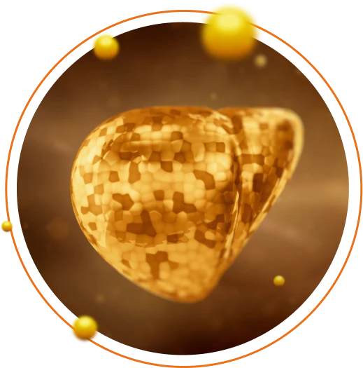 wątroba